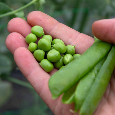 Pea Plant 'Hurst Green Shaft'