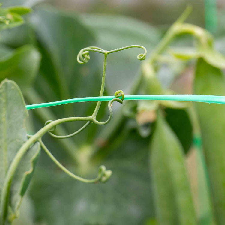 Pea Plant 'Kelvedon Wonder'