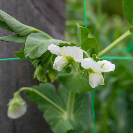 Pea Plant 'Kelvedon Wonder'