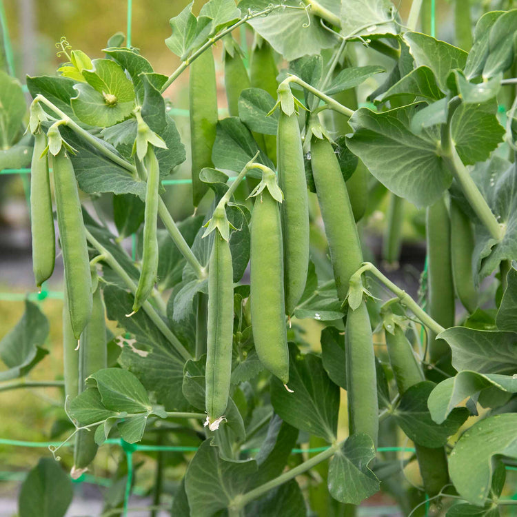 Pea Plant 'Kelvedon Wonder'