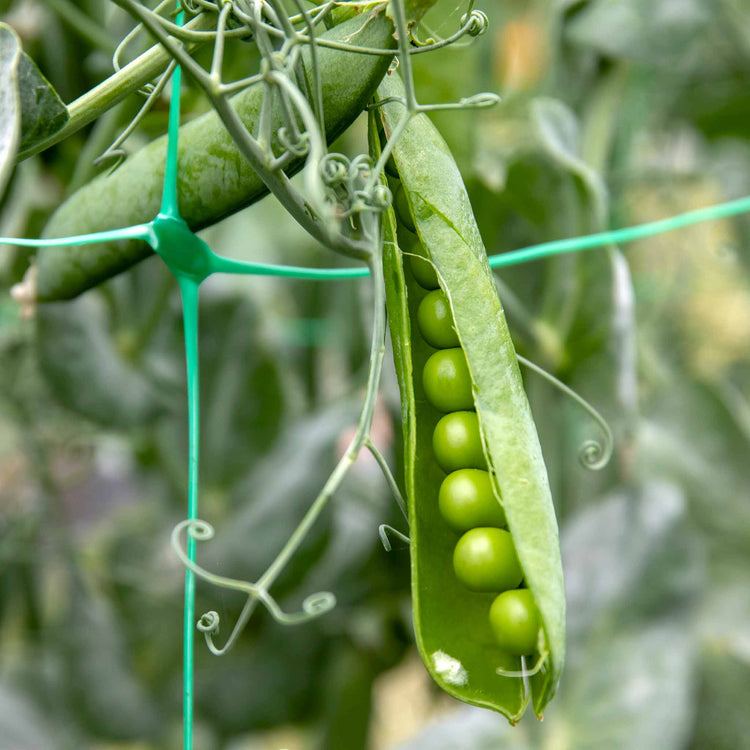 Pea Plant 'Kelvedon Wonder'