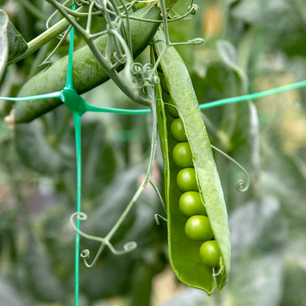 Pea 'Kelvedon Wonder'