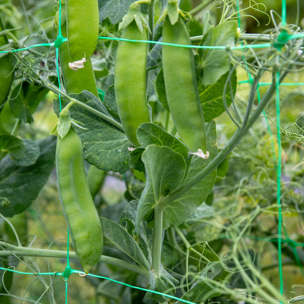 Mangetout Pea Plant 'Snow Wind'