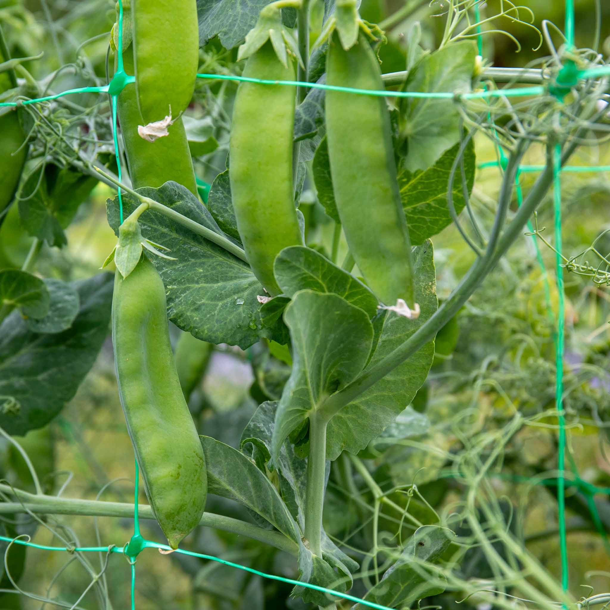 Mangetout Pea Seeds Snow Wind F1