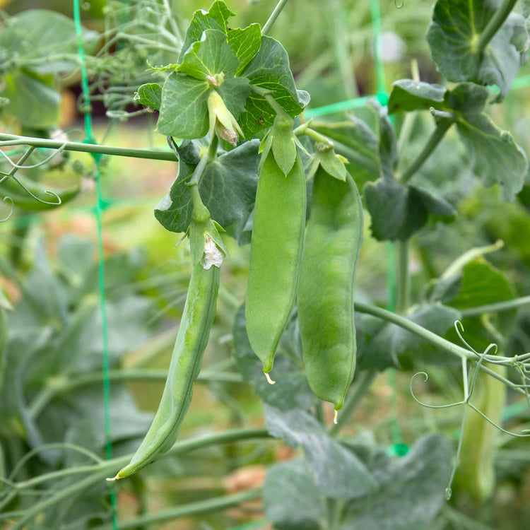 Pea Ritam Mangetout Pea Plant 'Snow Wind' | Marshalls Garden