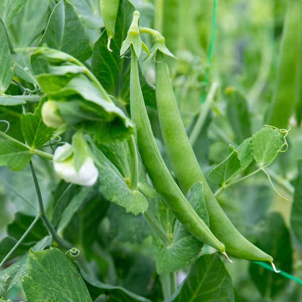 Petit Pois Pea Plant 'Waverex'