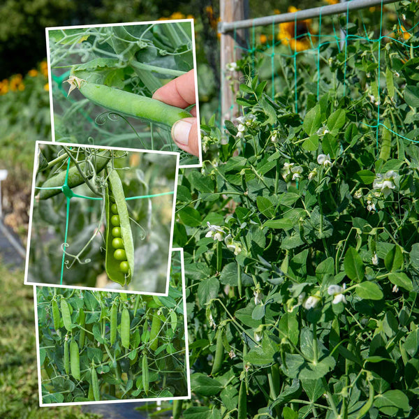 Pea Season Long Collection