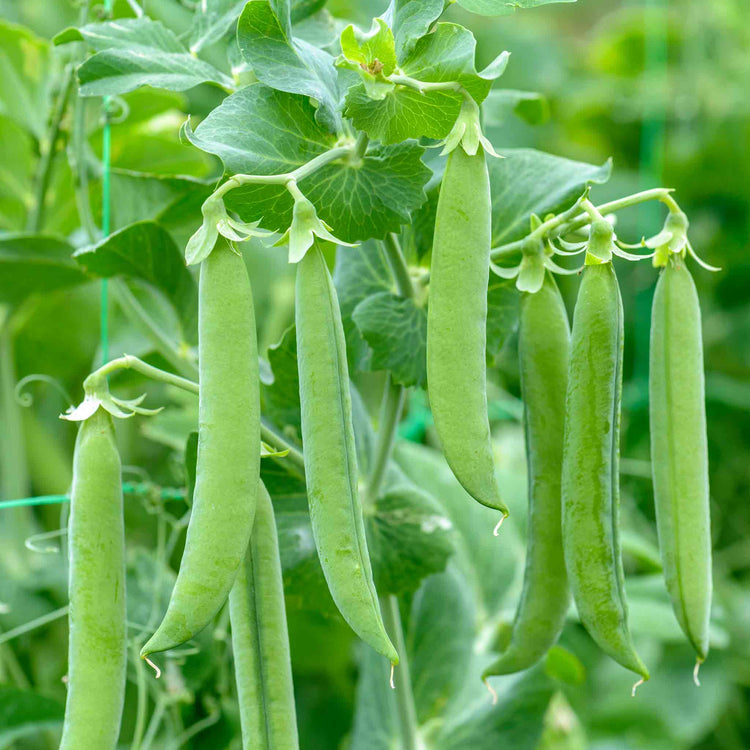 Pea Seeds 'Vivado'