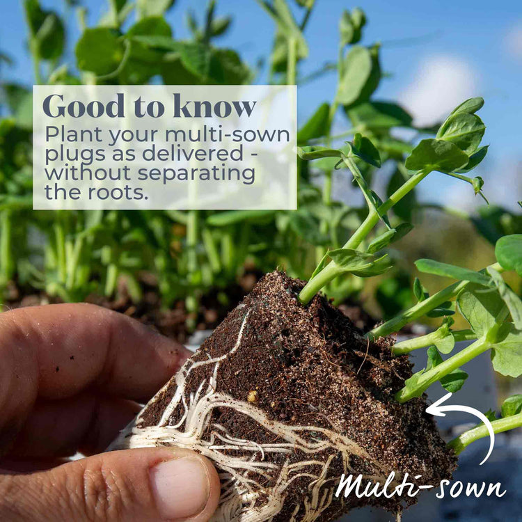 Pea Plant 'Douce Provence'