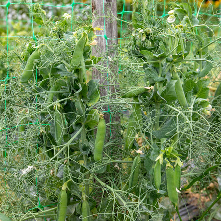 Pea Plant 'Ruselargo'