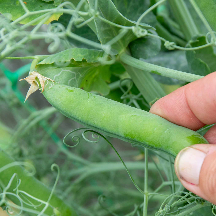 Pea Plant 'Ruselargo'