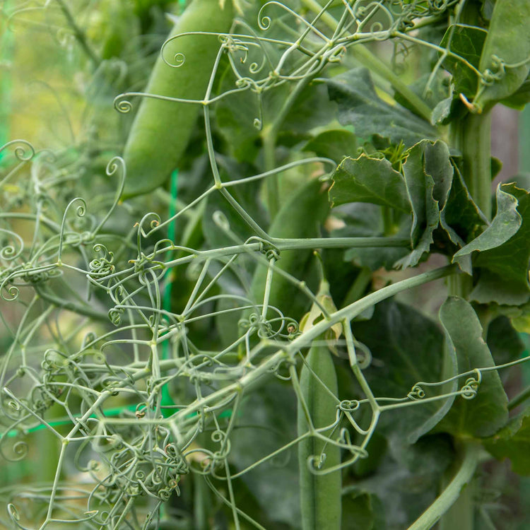 Pea Plant 'Ruselargo'