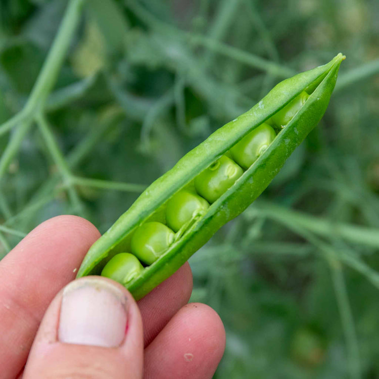 Pea Plant 'Ruselargo'