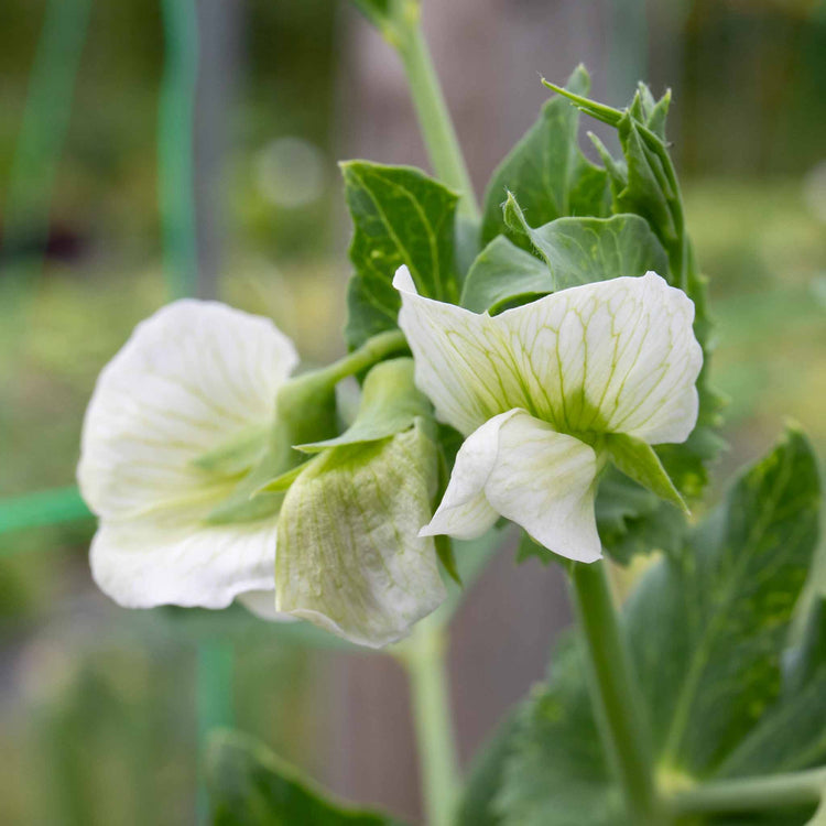 Pea Seeds 'Early Onward'