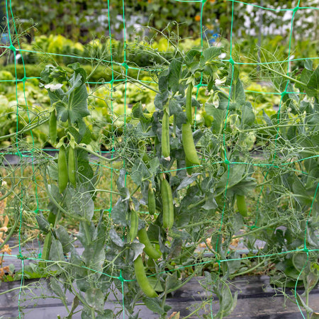 Pea Seeds 'Early Onward'