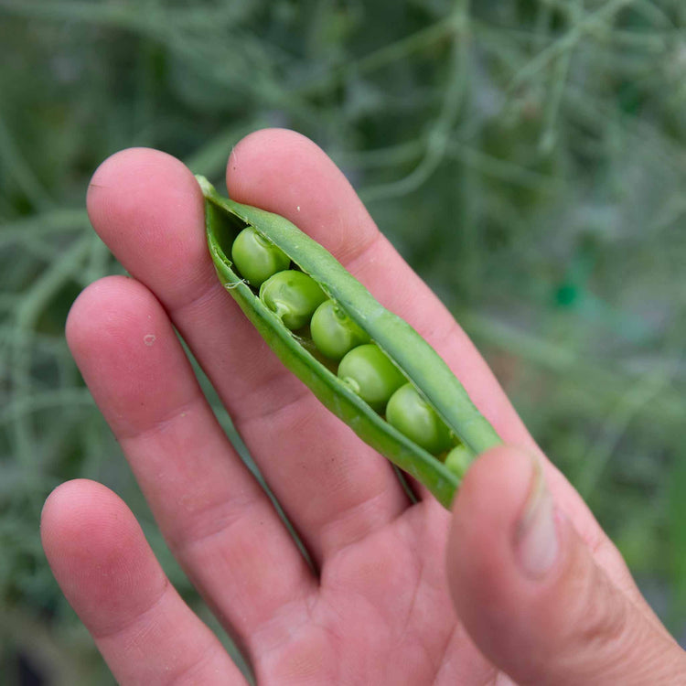 Pea Seeds 'Early Onward'