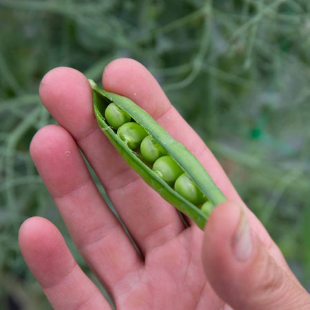 Pea Seeds 'Onward'