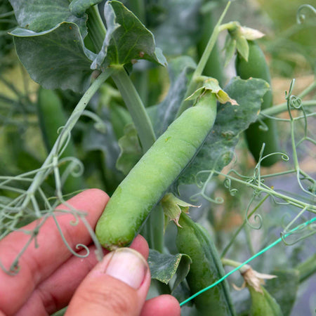 Pea Seeds 'Early Onward'