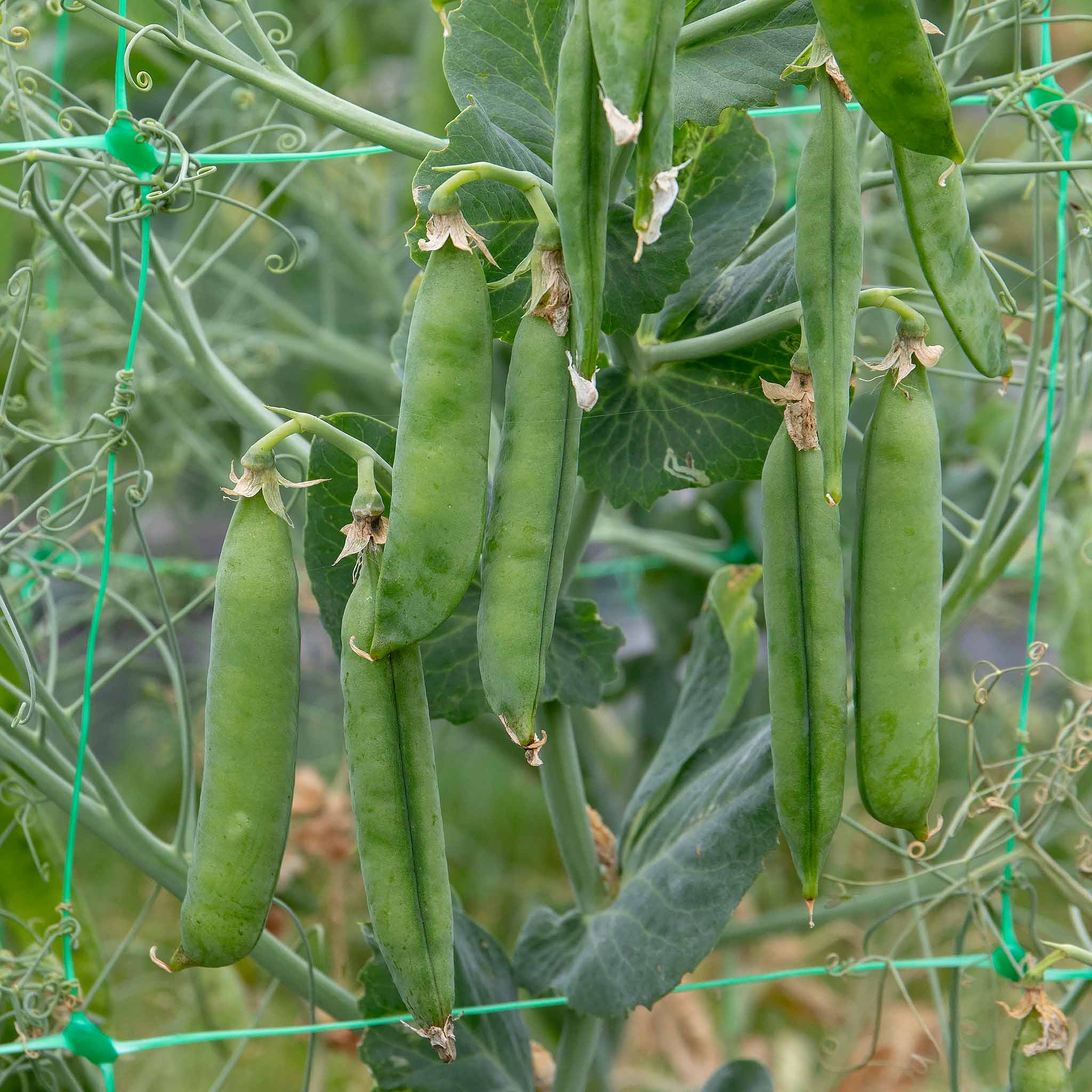 Pea Seeds Early Onward