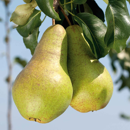 Pear Duo 'Conference' & 'Concorde'