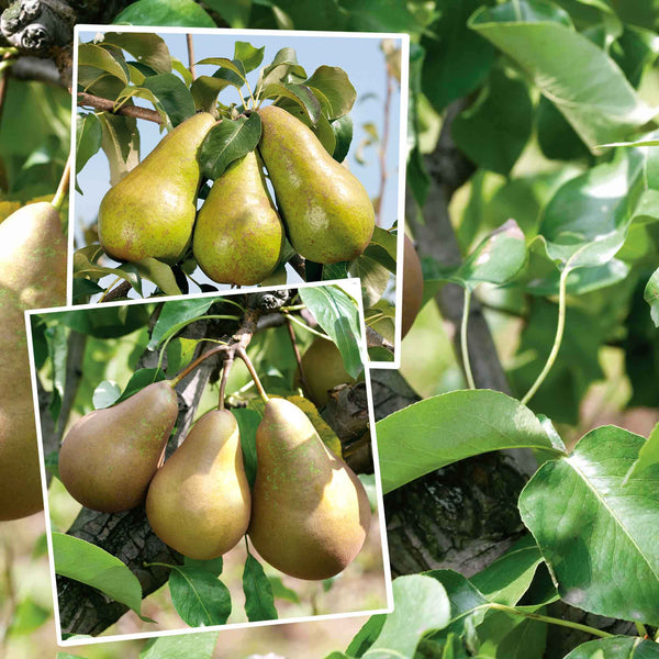 Pear Duo 'Conference' & 'Concorde'