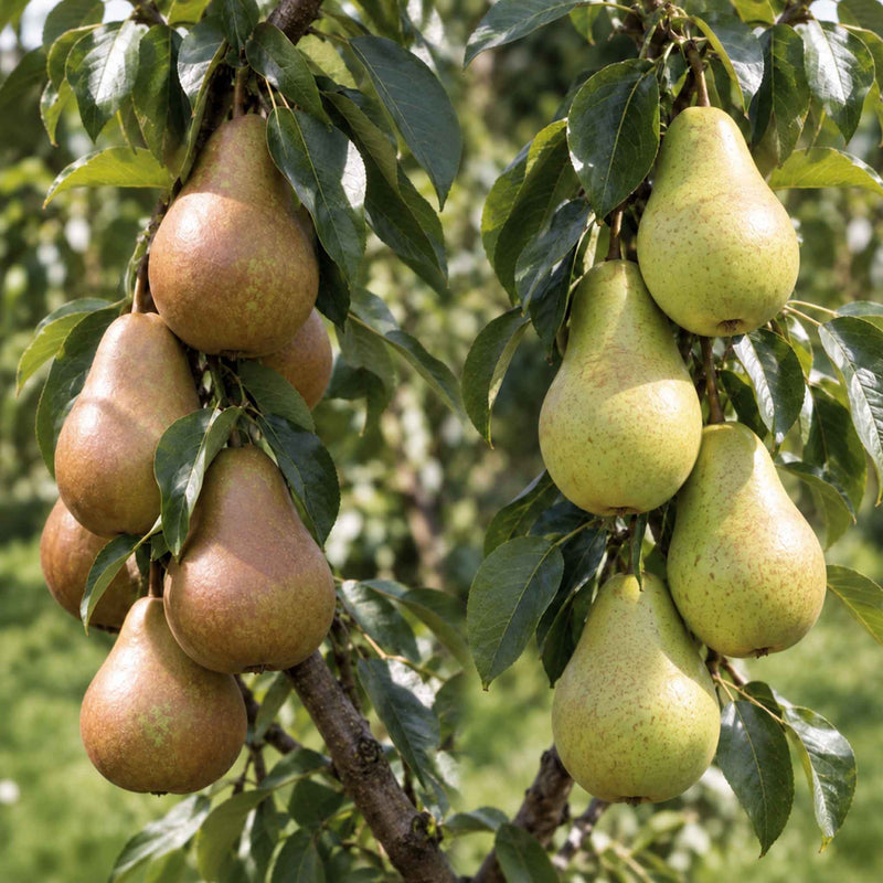 Pear Duo 'Conference' & 'Concorde'