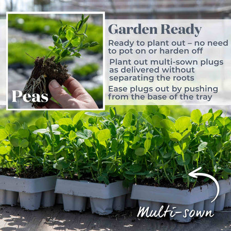 Pea Season Long Collection