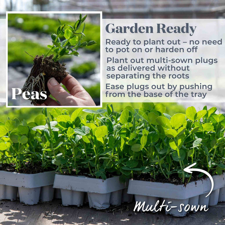 Pea Season Long Collection