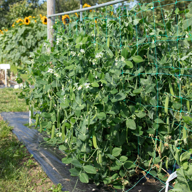 Pea Season Long Collection