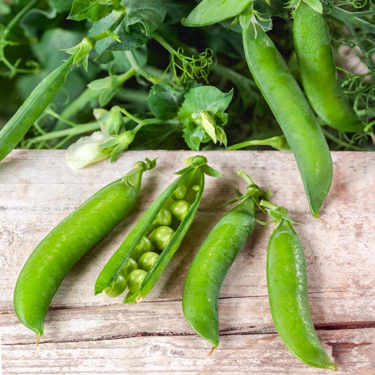 Pea Seeds 'Bernard'