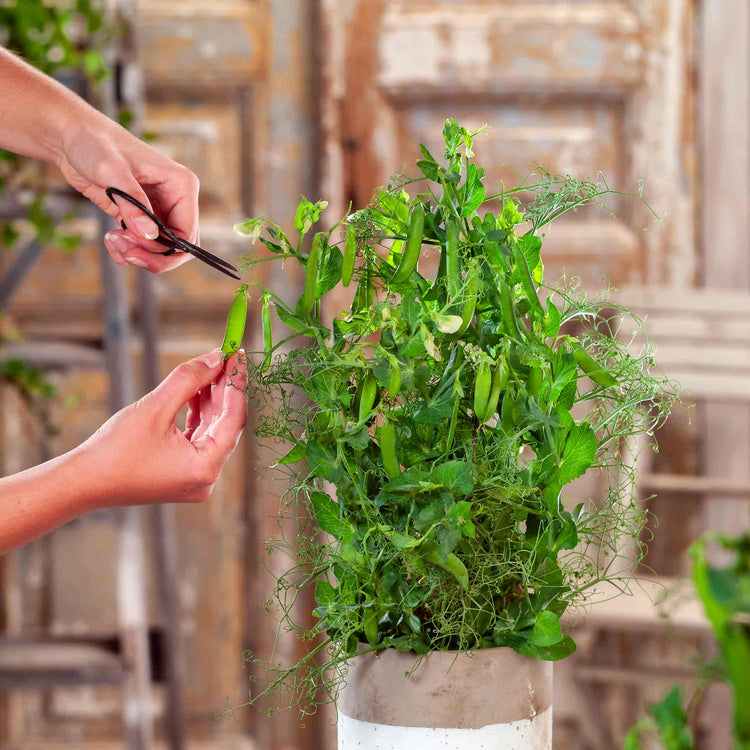 pea house plant Pea Seeds 'Bernard'