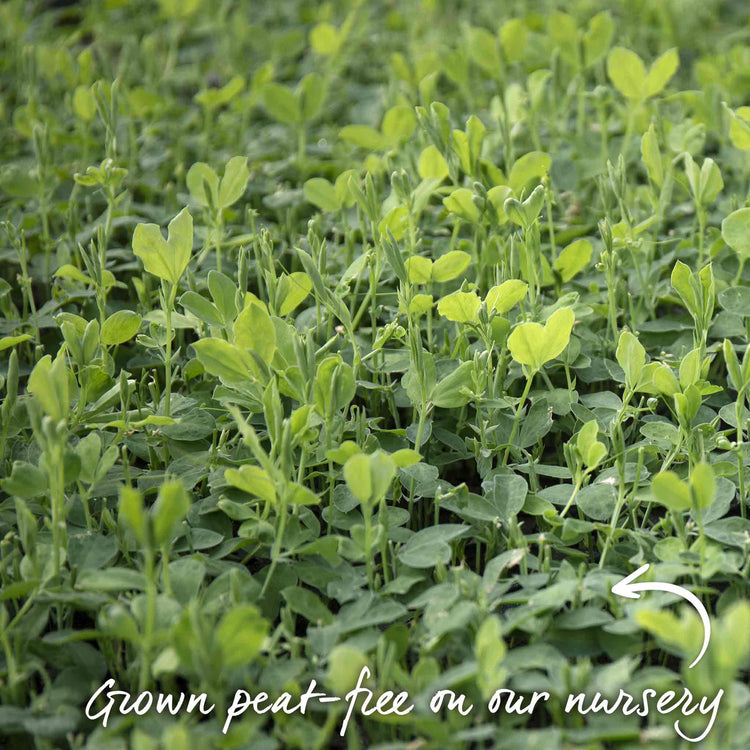 Sweet Pea Plant 'Unwins Signature Blend'