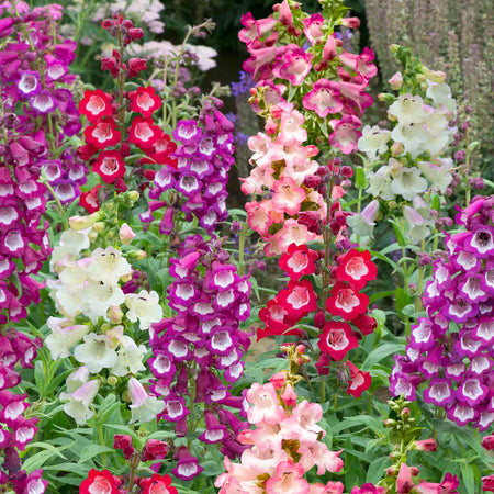 Penstemon Collection