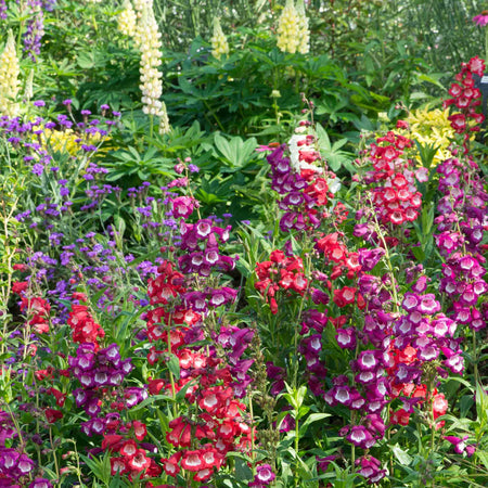 Penstemon Plant 'Arabesque Mixed'