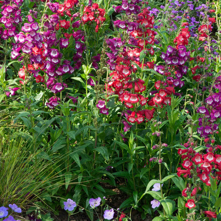 Penstemon Plant 'Arabesque Mixed'