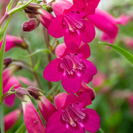 Penstemon Plant 'Garnet'