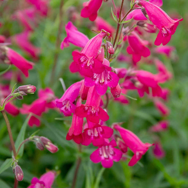 Penstemon Plant 'Garnet'