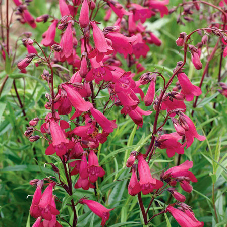 Penstemon Plant 'Garnet'