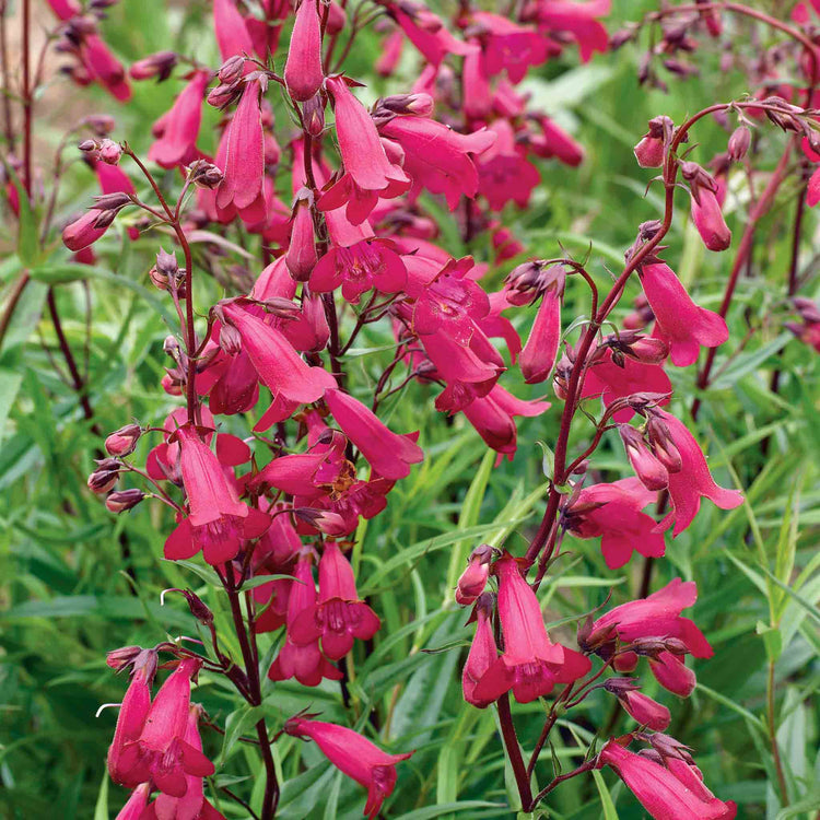 Penstemon Plant 'Garnet'