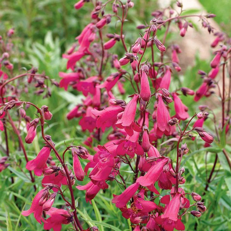 Penstemon Plant 'Garnet'