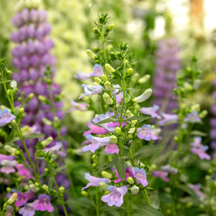 Penstemon Collection