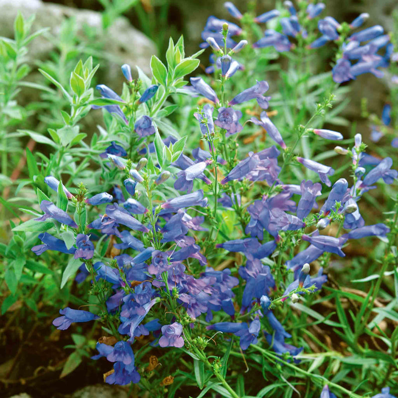 Penstemon 'Heavenly Blue'
