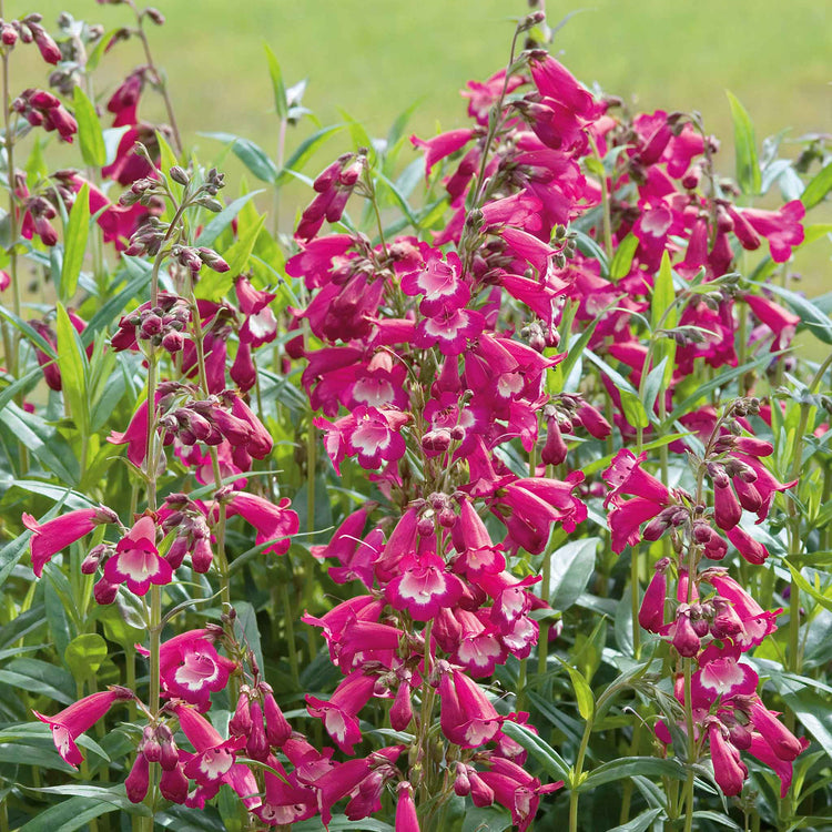 Penstemon Plant 'Pensham Amelia Jayne'