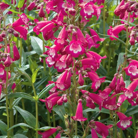 Penstemon 'Pensham Amelia Jayne'