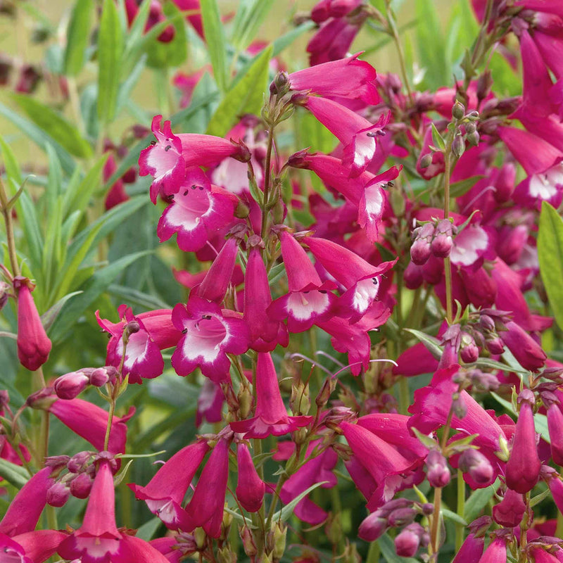 Penstemon 'Pensham Amelia Jayne'