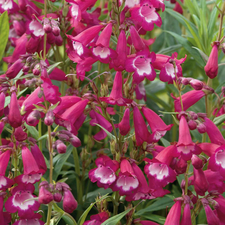 Penstemon 'Pensham Amelia Jayne'