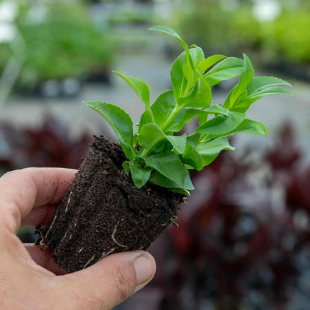 Penstemon Collection