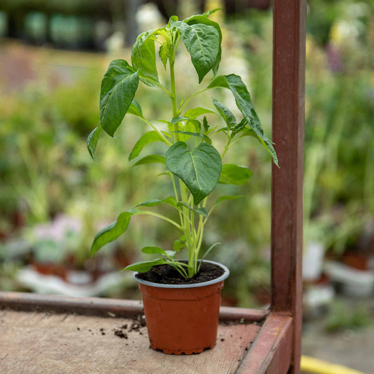indoor peppercorn plant Sweet Pepper Plant 'Corno Yellow Bulls Horn'