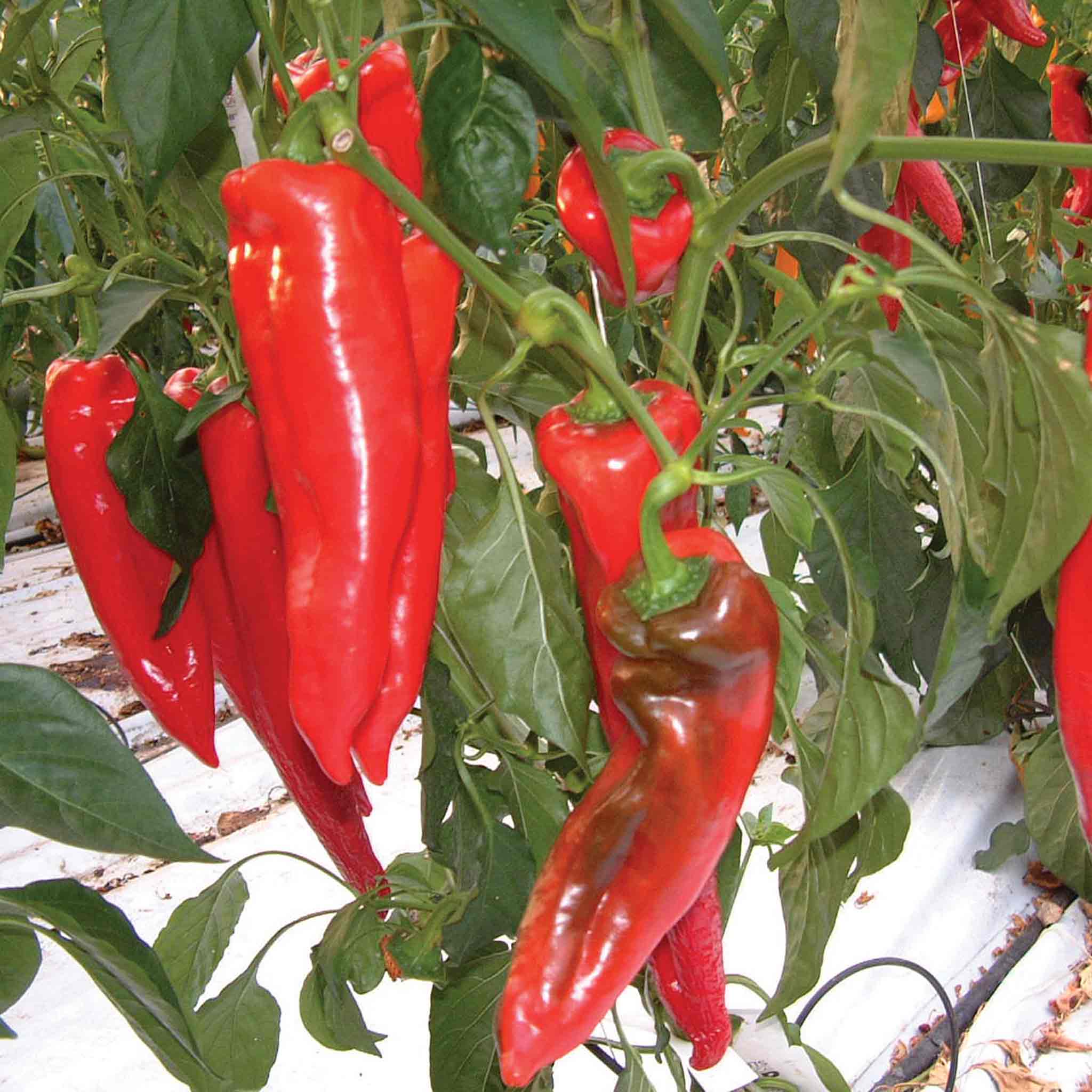 Pepper Seeds Diablo F1