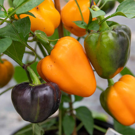 Sweet Pepper Plant 'Halloween Pepper Pumpkin Orange'